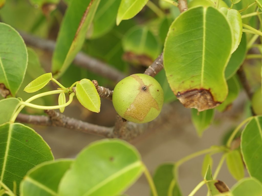 Preventing Poisoning from Toxic Plants: Hainan's Summer Safety Guide