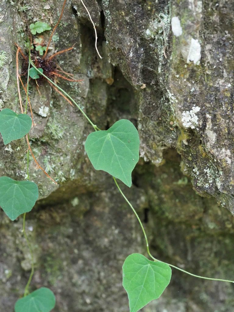 The root of Stephania tetrandra is known in Chinese as "Fen Fang Ji"