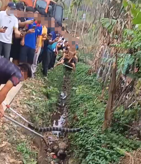 King Cobra Sightings in Hainan Prompt Safety Warnings, One Fatality Reported