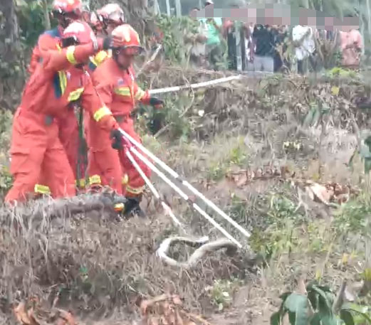 King Cobra Sightings in Hainan Prompt Safety Warnings, One Fatality Reported