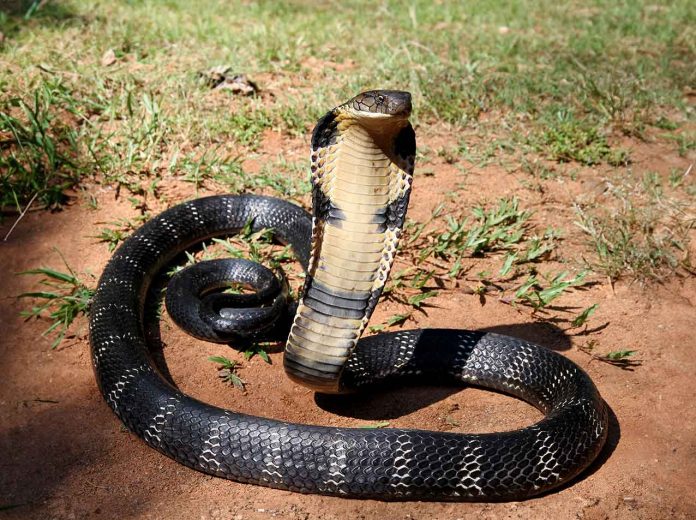 King Cobra Sightings in Hainan Prompt Safety Warnings, One Fatality Reported