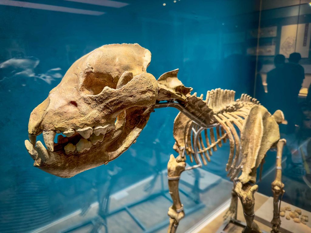 The Chinese hyena, is thought to have lived during the Pleistocene epoch. It is believed to have existed from around 500,000 years ago and died out approximately 11,000 years ago, near the end of the last Ice Age.
