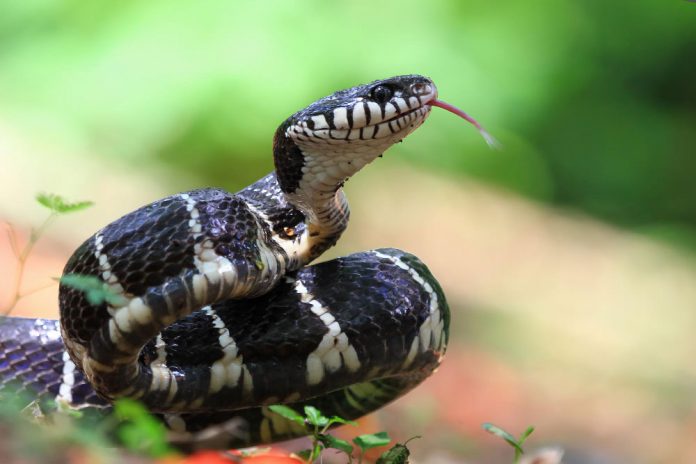 Snakebite Treatment in Hainan: Antivenom Locations and Hospital Guide