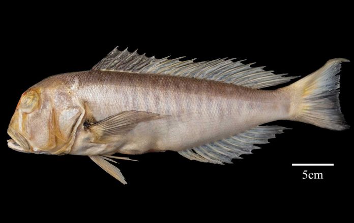 New species of 'Ghost Horsehead Fish' Discovered in South China Sea