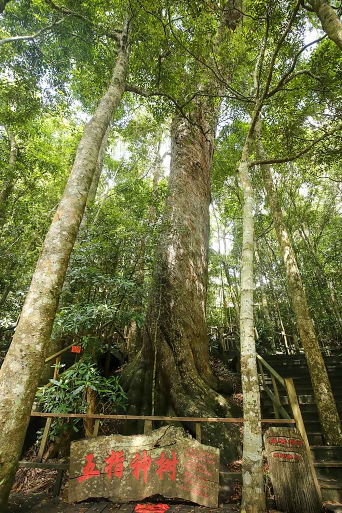Located-in-the-Bawangling-area-of-the-Hainan-Tropical-Rainforest-National-Park-is-the-Five-Finger-Divine-Tree
