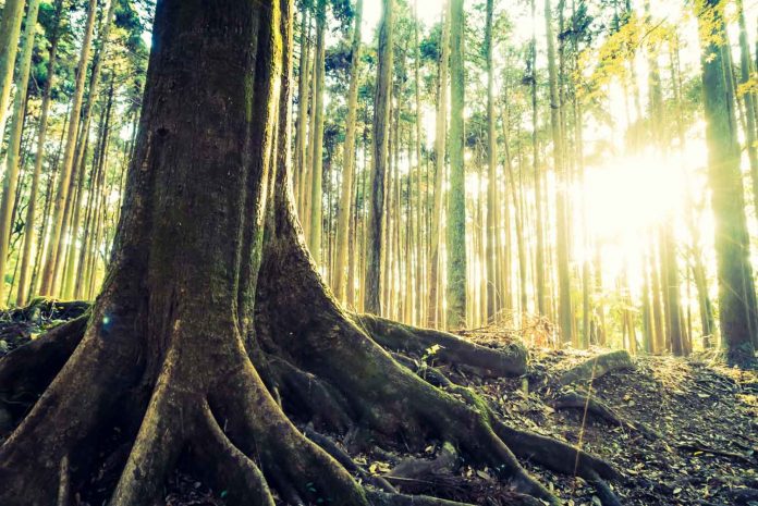 How Old Is the Oldest Tree in Hainan?