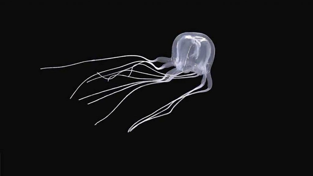 Box-Jellyfish-(Tripedalia-maipoensis)