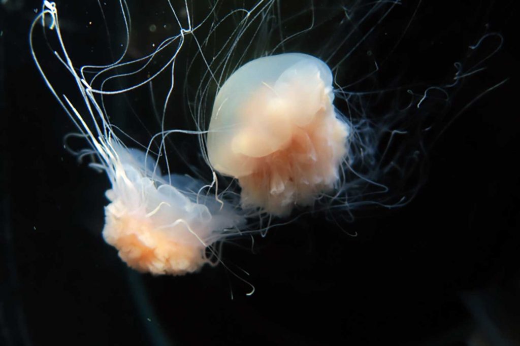 Lion’s-Mane-Jellyfish-(Cyanea-nozakii)-By-Wang-Lei-commons