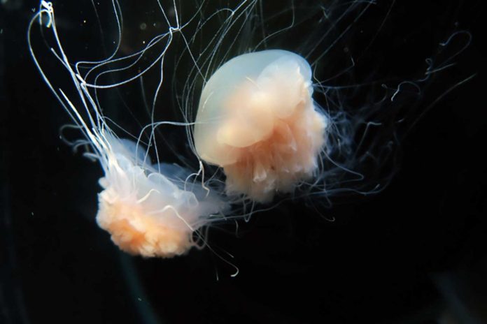 Lion’s-Mane-Jellyfish-(Cyanea-nozakii)-By-Wang-Lei-commons