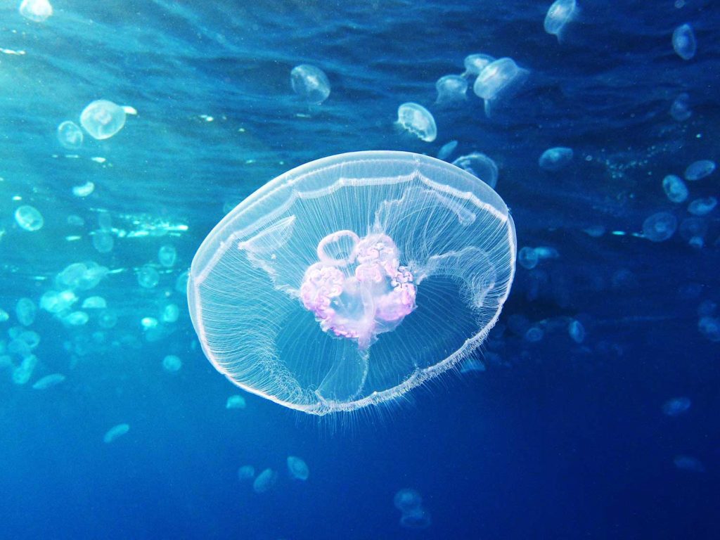 Moon-Jellyfish-(Aurelia-aurita)-By-Alexander-Vasenin-commons