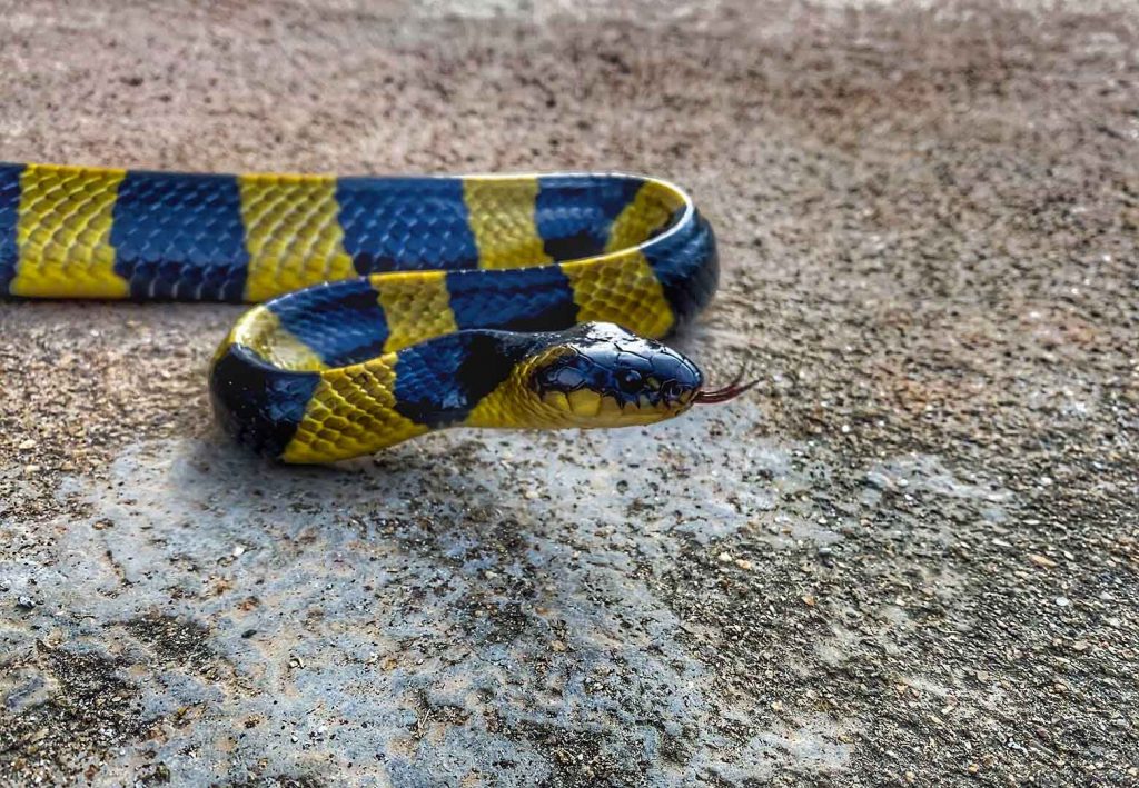 Banded krait (Bungarus fasciatus)	Highly venomous, yellow and black bands
