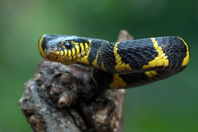 Tourist Dies After Suspected Snake Bite in Sanya