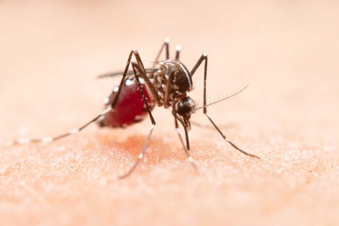 Health Alert: Dengue and Chikungunya Fever Cases Rise in Guangzhou – July 2025 Update
