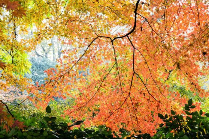 Today Marks Lìqiū The Beginning of Autumn in the Chinese Solar Calendar