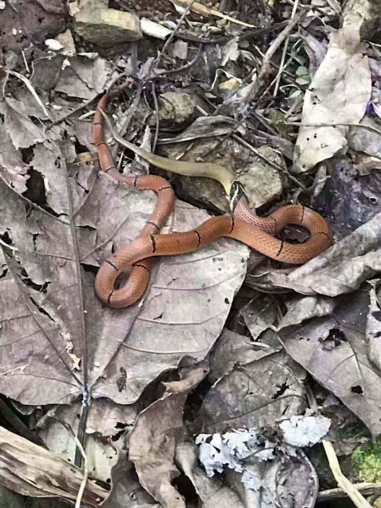 Rare species of Hainan coral snake