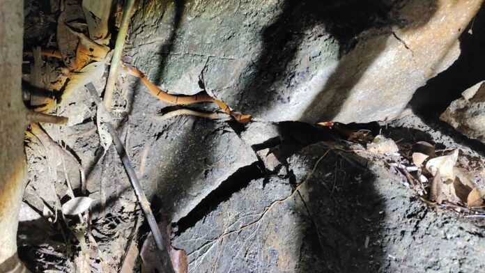 Rare species of Hainan coral snake