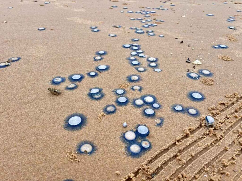 Coin jellyfish appeared on the west coast of Haikou