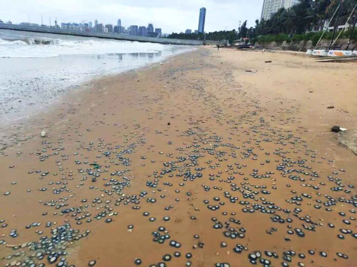 Venomous Silver Coin Jellyfish Wash Up on Haikou’s West Coast