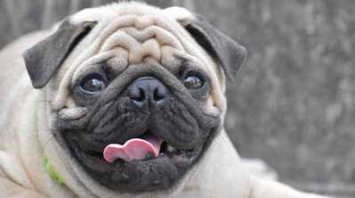 51 dog registration in Haikou