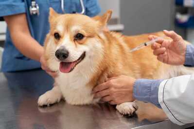 58 Pet vaccination