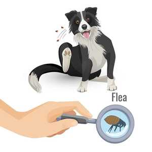 Parasite Prevention for Pets
