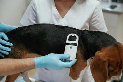 Pet Microchip