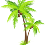 Coconut Tree