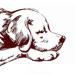 Home for Angels Pet Sanctuary