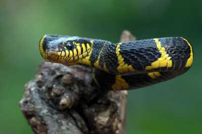 Snakebite Treatment in Hainan Antivenom Locations and Hospital Guide (as of September 2024)
