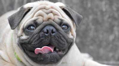 dog registration in Haikou dog registration in Haikou